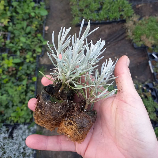 Curry Plant - HELICHRYSUM italicum 'Dartington'