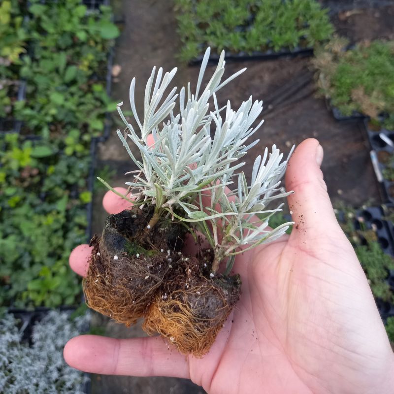 Curry Plant, Common - HELICHRYSUM angustifolium