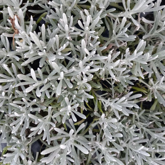 Curry Plant, Common - HELICHRYSUM angustifolium