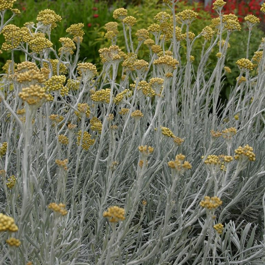 Curry Plant - HELICHRYSUM thianschanicum White Wonder