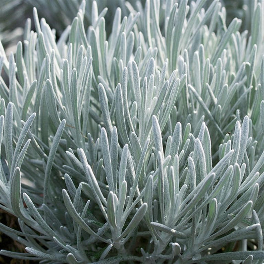 Curry Plant - HELICHRYSUM ambiguum 'Korma'