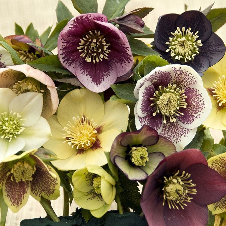 Hellebore orientalis - Helleborus 'Lenten Beauty Mix' ~  - comm. Lenten Rose