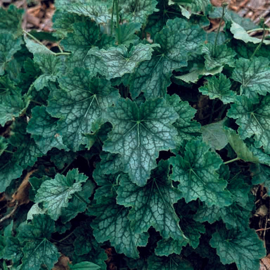 Heuchera Americana