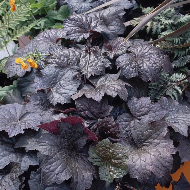 Heuchera micrantha 'Palace Purple'