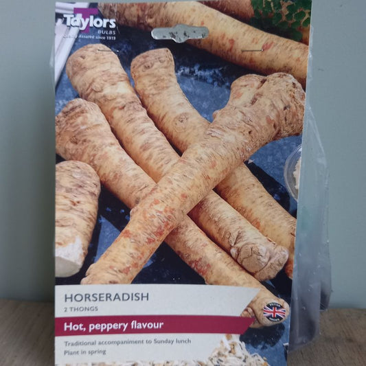 Horseradish 2 x Thongs (Armoracia rusticana)