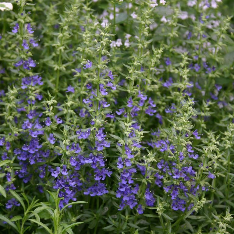 Hyssop officinalis 'Blue' (Hyssopus)