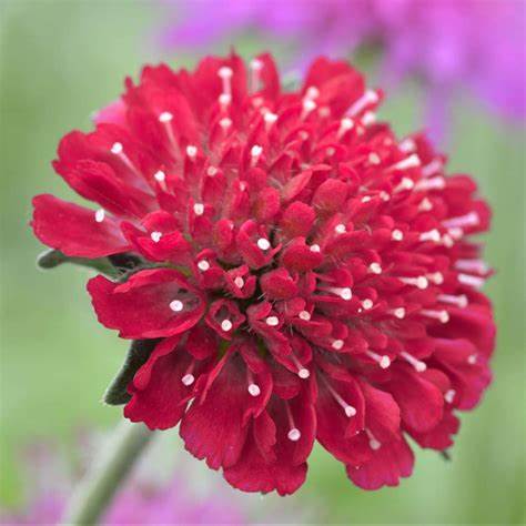 Knautia macedonica 'Red Knight' (Macedonian Scabious, Scabiosa rumelica)