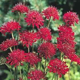 Knautia macedonica 'Red Knight' (Macedonian Scabious, Scabiosa rumelica)