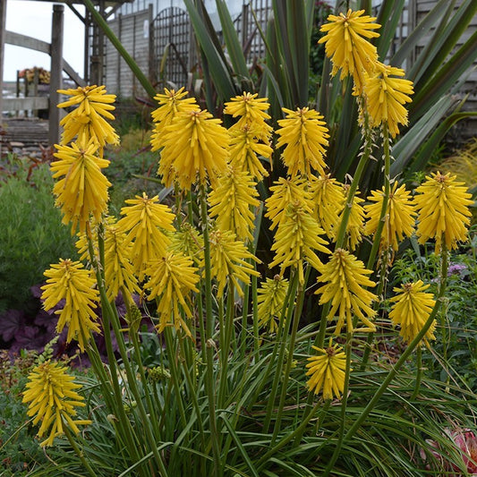 Kniphofia 'Banana Popsicle' (P) Red Hot Poker