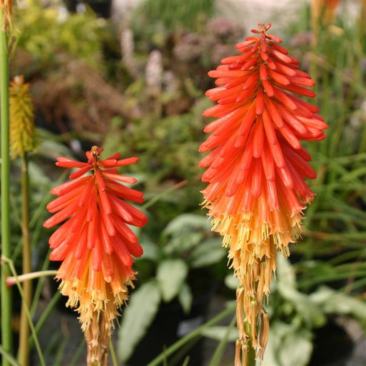 Kniphofia 'Papaya Popsicle' (P)  - comm. Torch Lily or Red Hot Poker