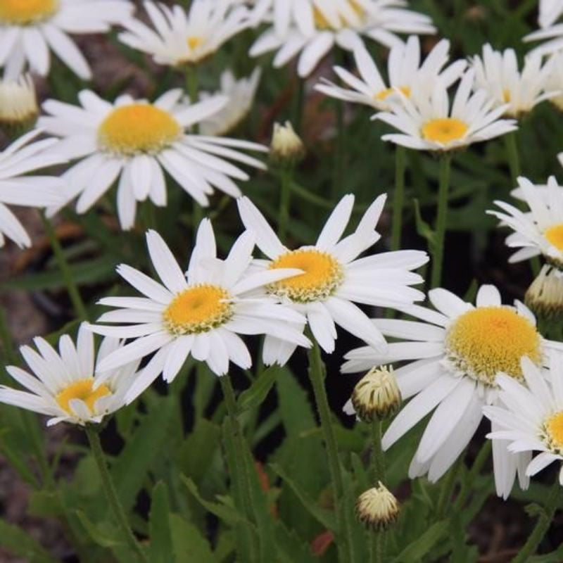 Leucanthemum 'Angel' Shasta daisy 'Angel'