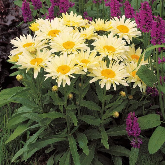 Leucanthemum 'Banana Cream' (P) - Shasta Daisy