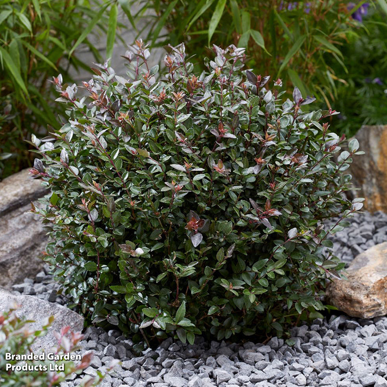 Lonicera nitida Garden Clouds® 'Purple Storm' (P)