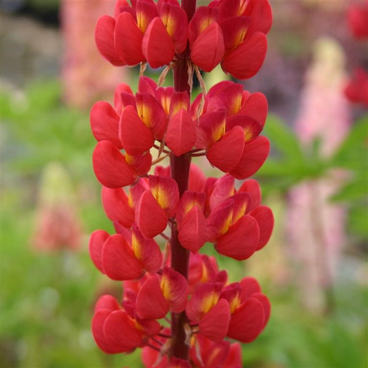 Lupin Russell 'The Pages' (Edelknaben)  - syn. L Russell 'Edelknaben'