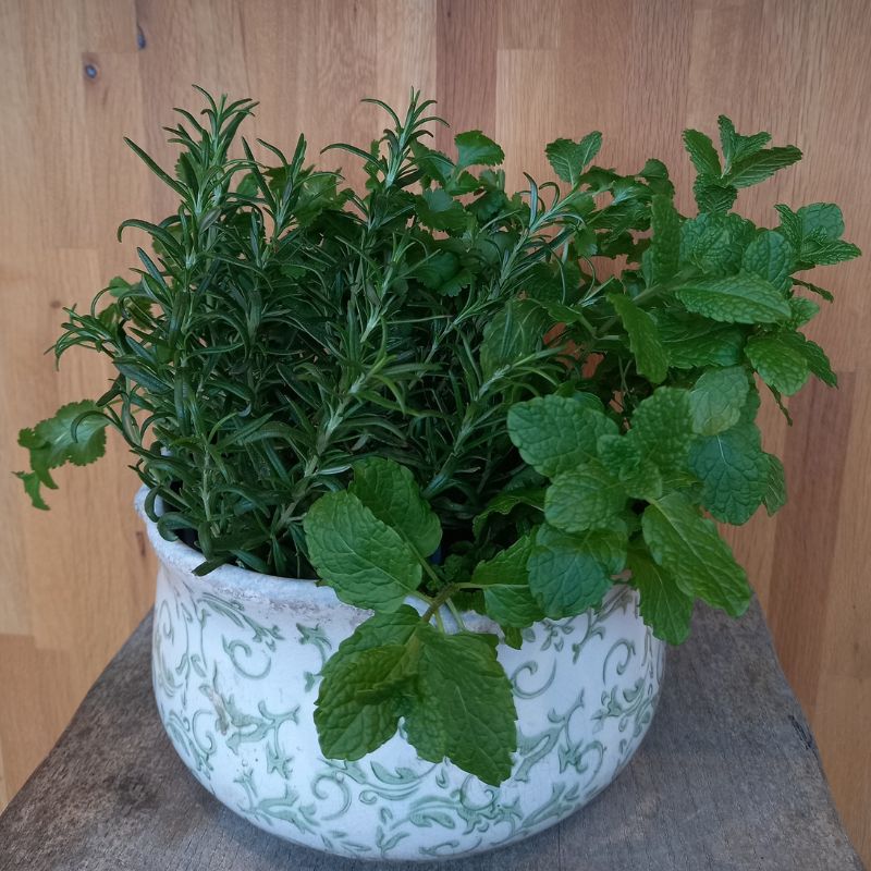 Mint, Garden - MENTHA spicata 'Spear'