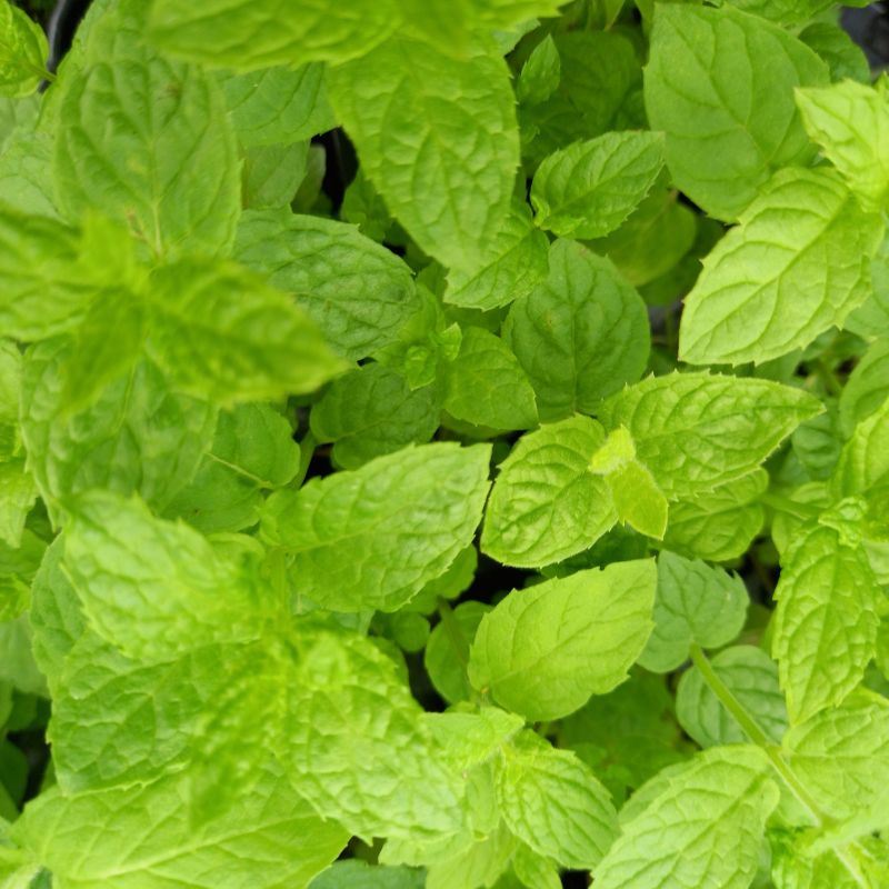 Mint, Garden - MENTHA spicata 'Spear'