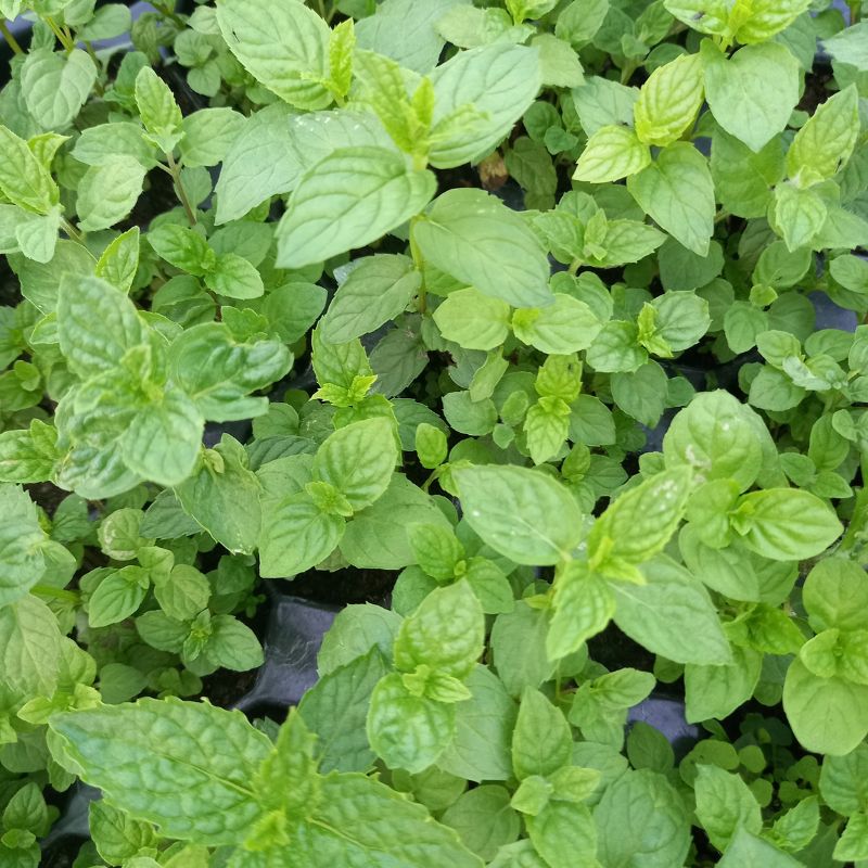 Mint, Garden - MENTHA spicata 'Spear'