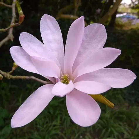 Magnolia stellata ‘Rosea’ – Pink Star Magnolia