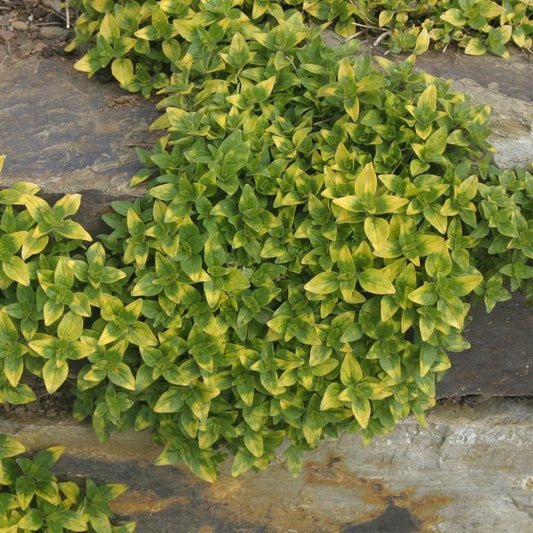 Marjoram - ORIGANUM vulgare 'Variegatum' - Gold Tipped