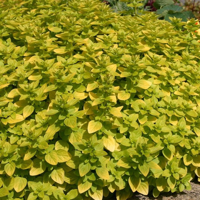 Marjoram 'Golden'  - syn. Origanum vulgare 'Aureum'