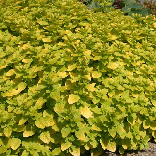 Marjoram 'Golden'  - syn. Origanum vulgare 'Aureum'