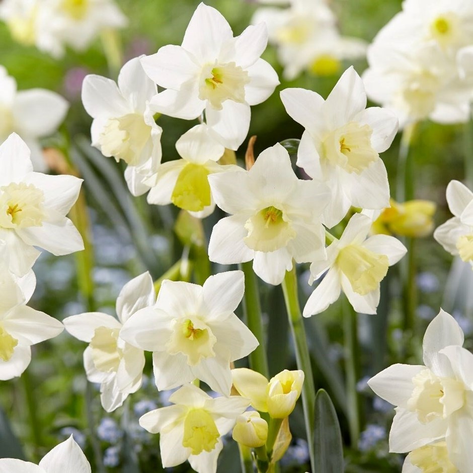 Daffodil Mini (Narcissus) Pueblo - Bulbs