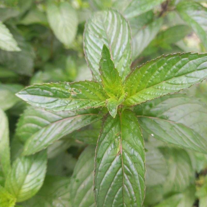 Mint - MENTHA x piperita 'Black Pepper' - Black Peppermint