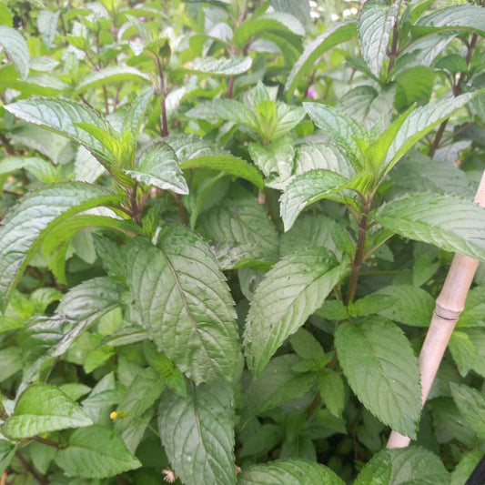 Mint - MENTHA x piperita 'Black Pepper' - Black Peppermint