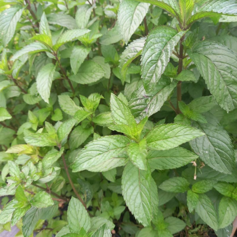 Mint - MENTHA x piperita 'Black Pepper' - Black Peppermint