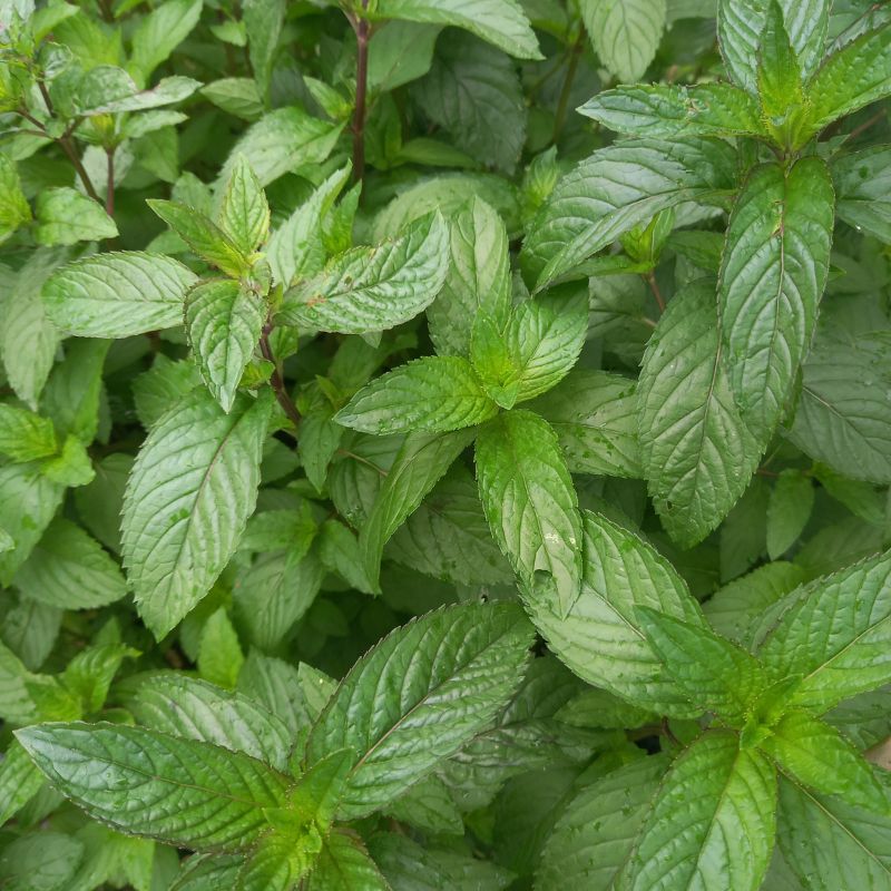 Mint - MENTHA x piperita 'Black Pepper' - Black Peppermint