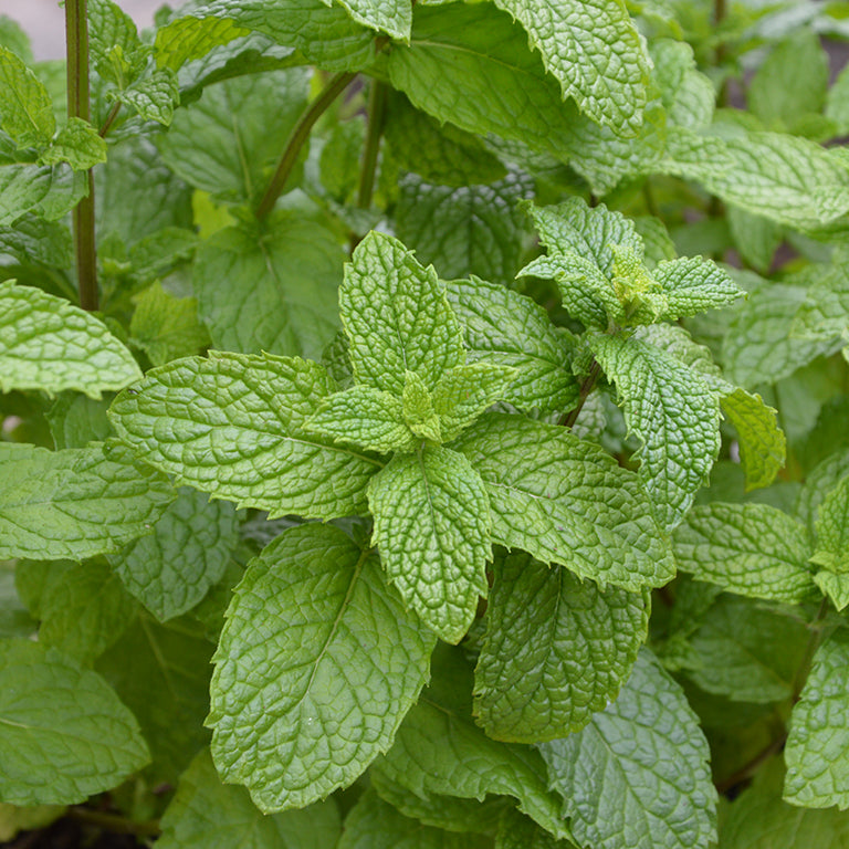 Mint - MENTHA x villosa - Mojito Mint