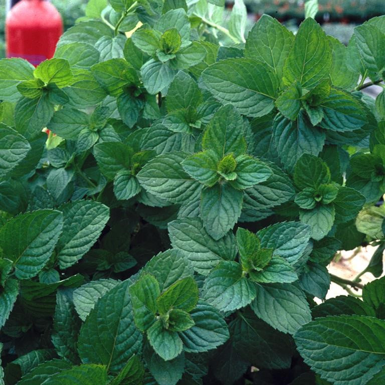 Mint - MENTHA spicata var. crispa 'Moroccan'