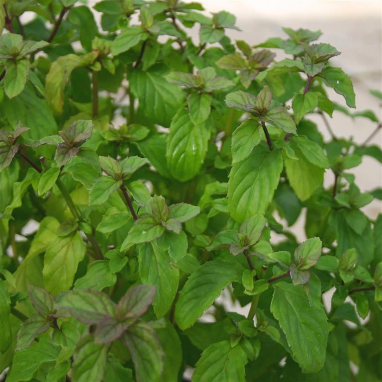 Basil Mint, Basil - MENTHA × PIPERITA f. citrata