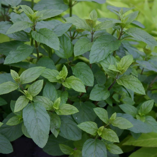 Mint - MENTHA x piperita f. 'Citrata Chocolate' - Chocolate Peppermint