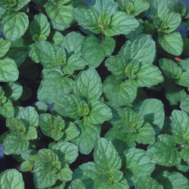 Mint - MENTHA x piperita citrata 'Eau de Colgne'