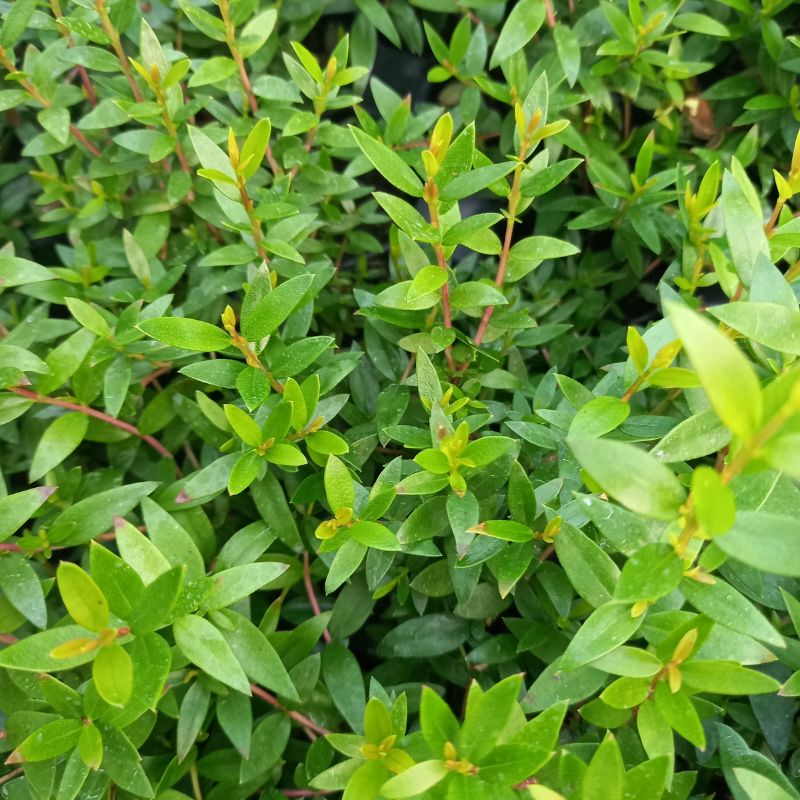 Myrtle - MYRTUS communis subsp. Tarentina