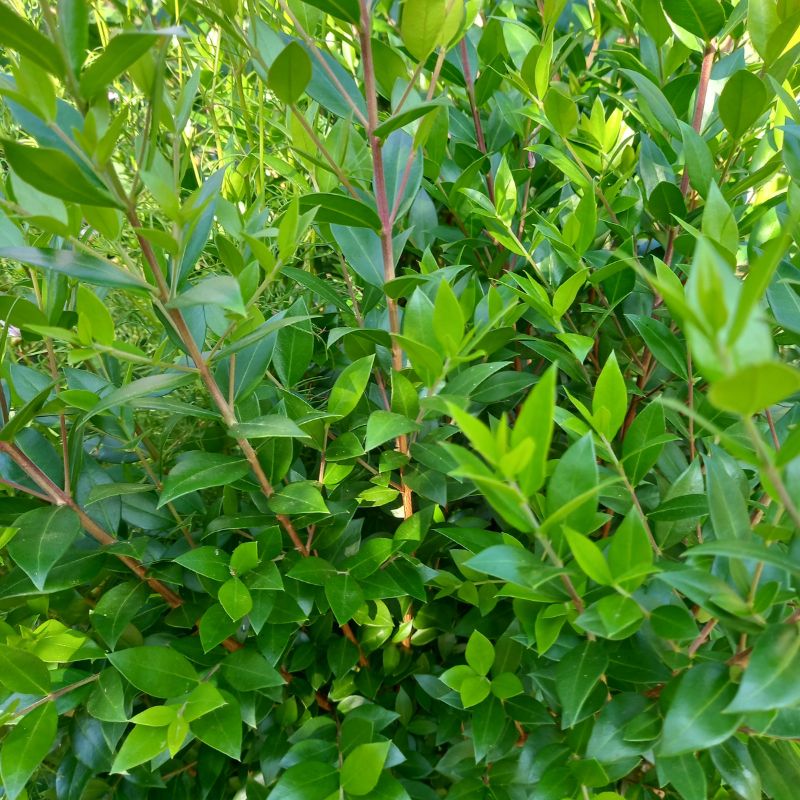 Myrtle - MYRTUS communis subsp. Tarentina