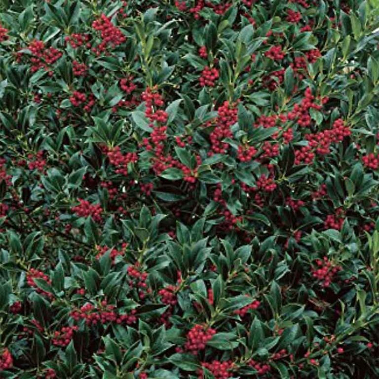 Ilex 'Nellie R. Stevens' holly 'Nellie R. Stevens' ( syn. Ilex aquifolium 'Nellie Stevens' )