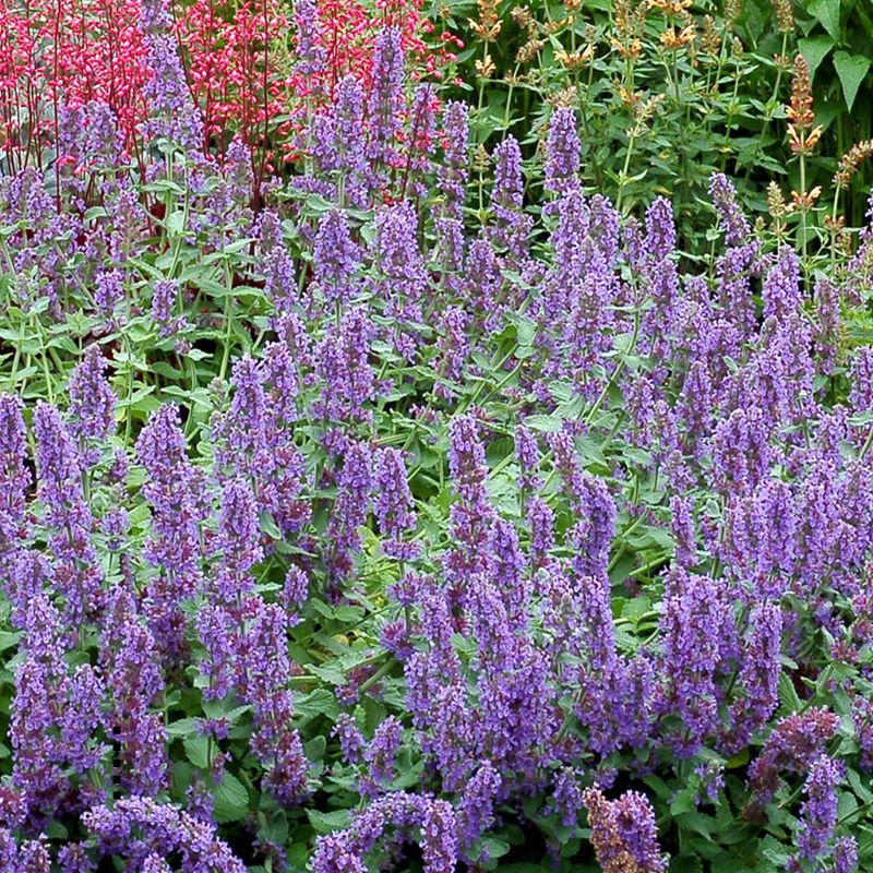 Nepeta Purple Haze