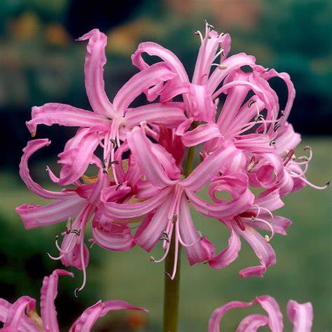 Nerine bowdenii - Bowden Lily