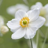 Anemone x hybrida Honorine Jobert