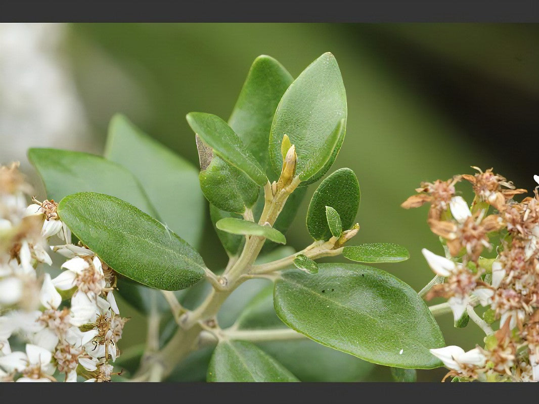 OLEARIA x haastii