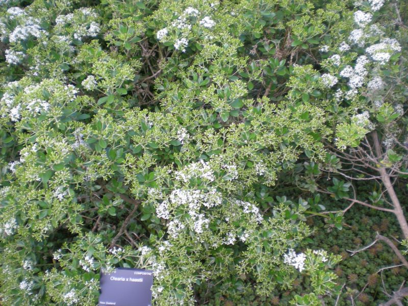 OLEARIA x haastii