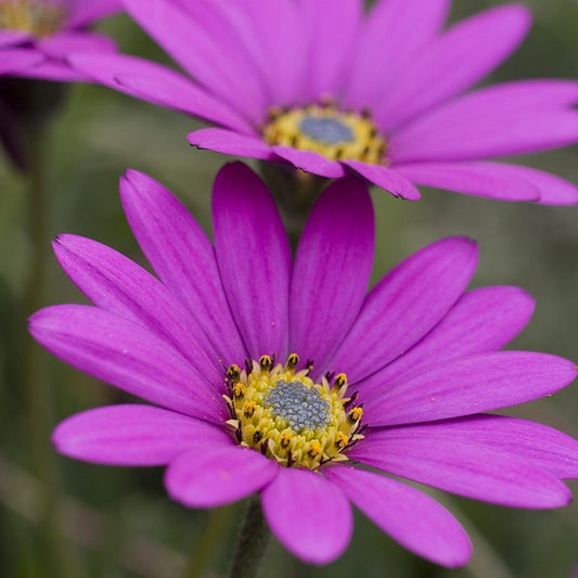 African Daisy - OSTEOSPERMUM "In The Pink" (VR)