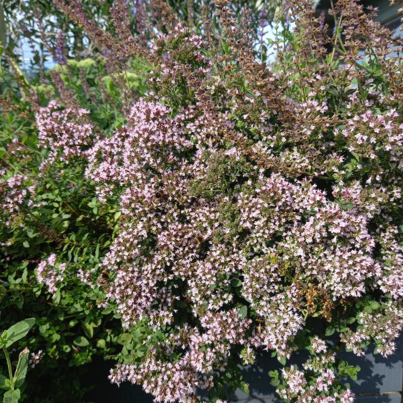 Marjoram - ORIGANUM vulgare 'Variegatum' - Gold Tipped