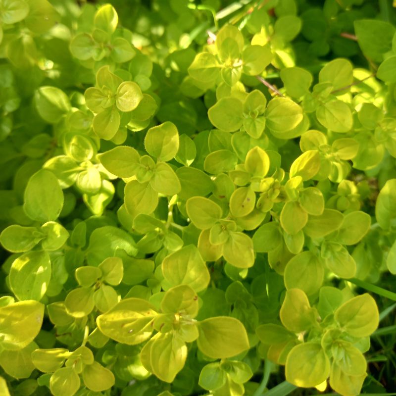 Marjoram - ORIGANUM vulgare 'Variegatum' - Gold Tipped