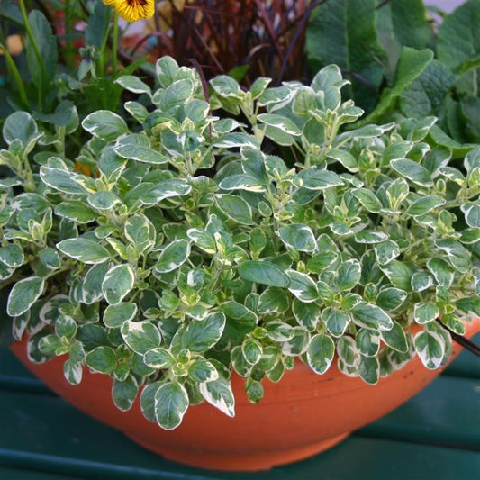 Origanum vulgare 'Country Cream'