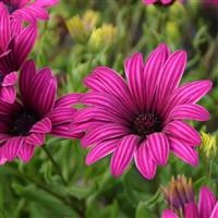 African Daisy - OSTEOSPERMUM 'Tresco Purple'