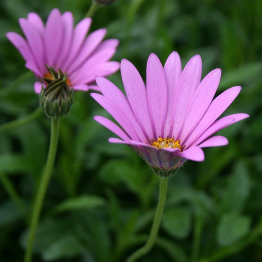 African Daisy, Dwarf - OSTEOSPERMUM jucundum compactum