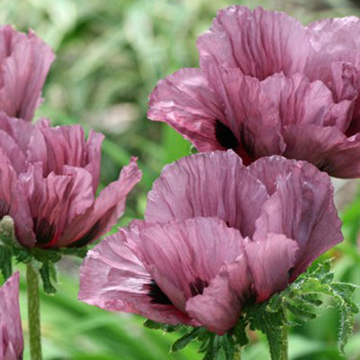 Poppy, Oriental - PAPAVER orientale Pattys Plum